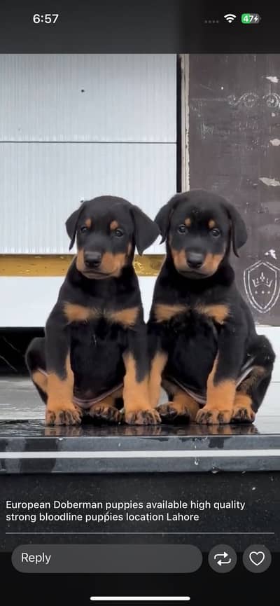 Doberman European puppies high quality strong bloodline ped apply