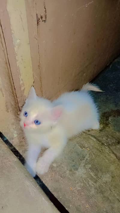 Persian Mix Kittens for Sale – Healthy & Playful –