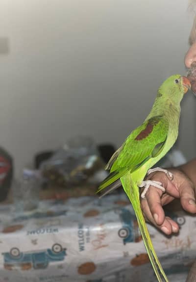 Raw parrot