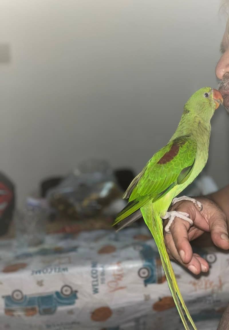 Raw parrot 0