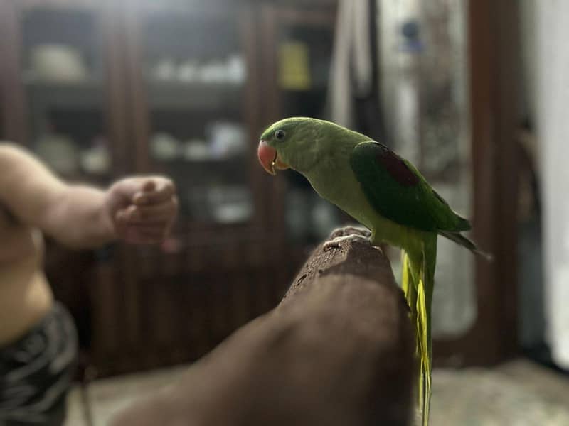 Raw parrot 1
