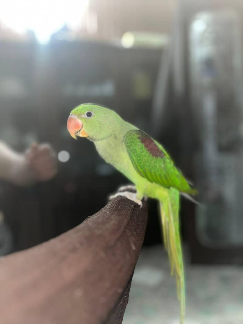 Raw parrot 2