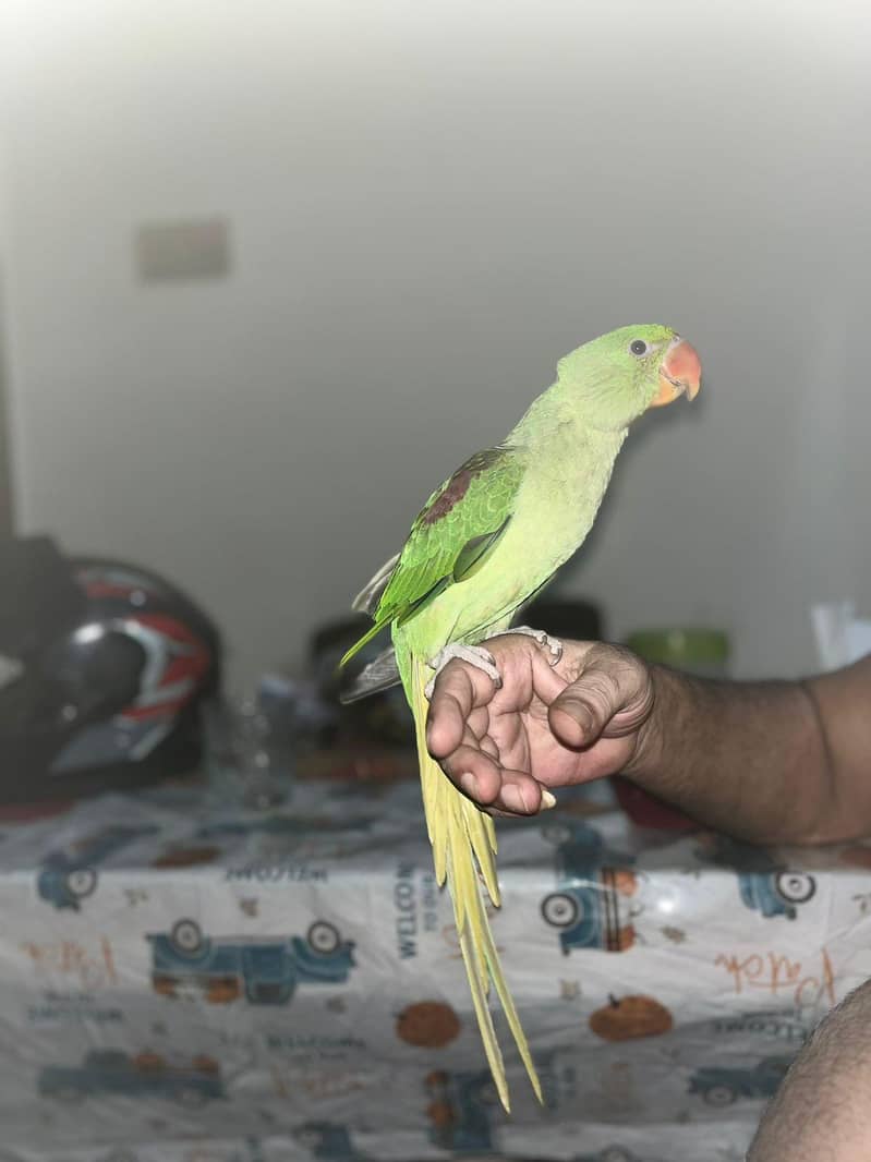 Raw parrot 3