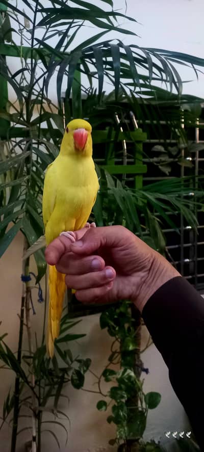 yellow tame baby