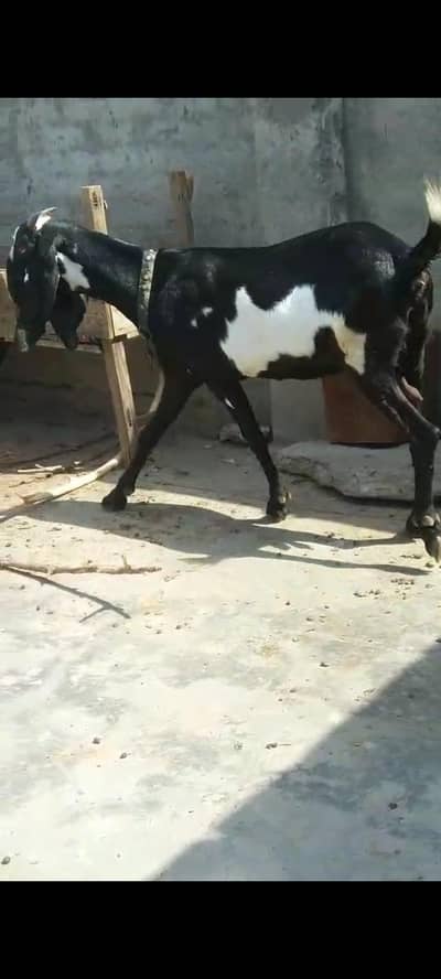 dais goat Kali dabi gaban 03234438191