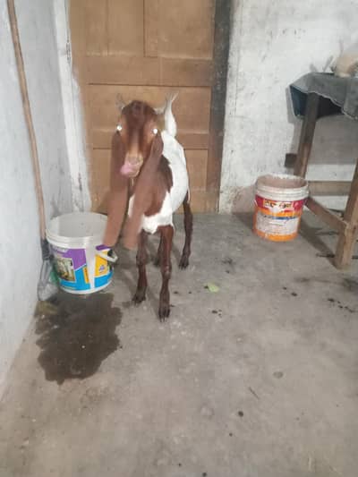 bakra for sale 7 month age final 28 hazar