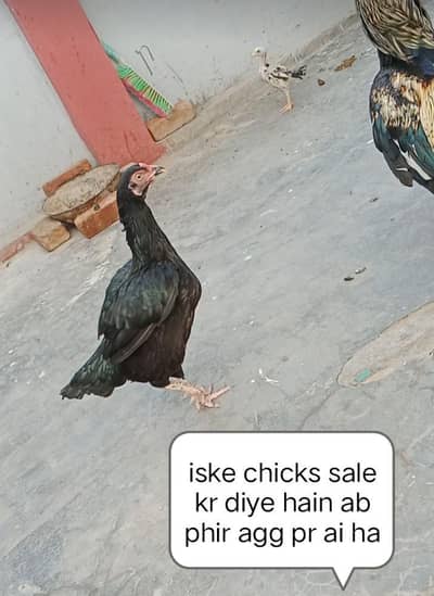 jisne lena whi rabta kry 03206347992