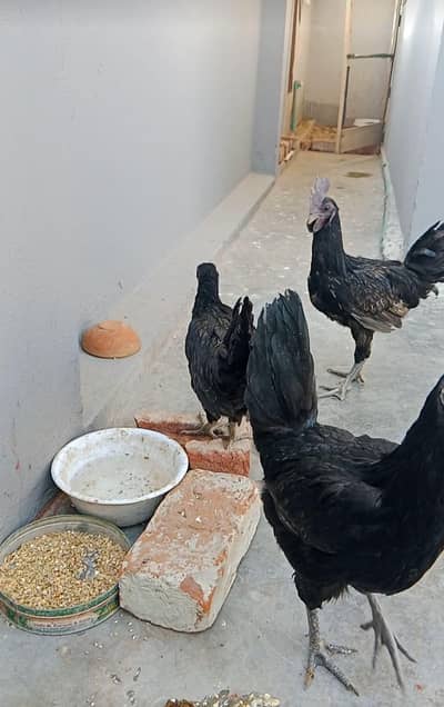 jisne lena whi rabta kry 03206347992