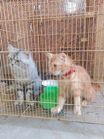 Persian cats for sale urgent