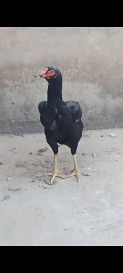Black shamoo female(Shamo,maadi,Murgi) 03225360298