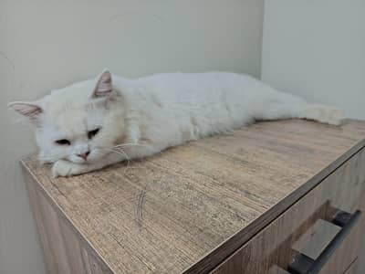 Persian male cat