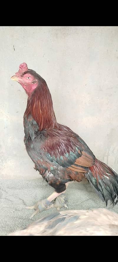 Aseel pair forsale