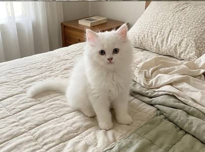 PERSIAN KITTEN TRIPLE COAT SNOW WHITE