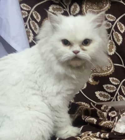 Persian Female