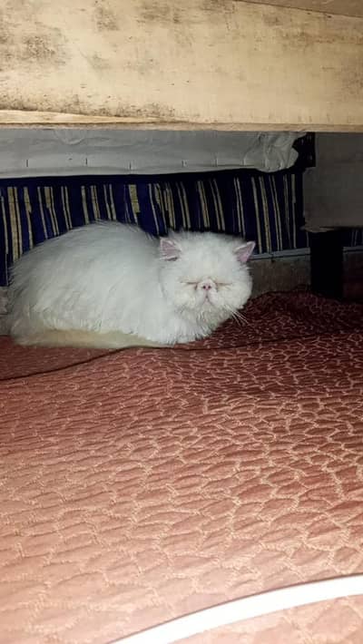 pikke male cat