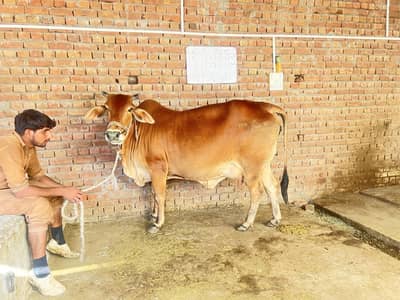 Sahiwal ghaban gay