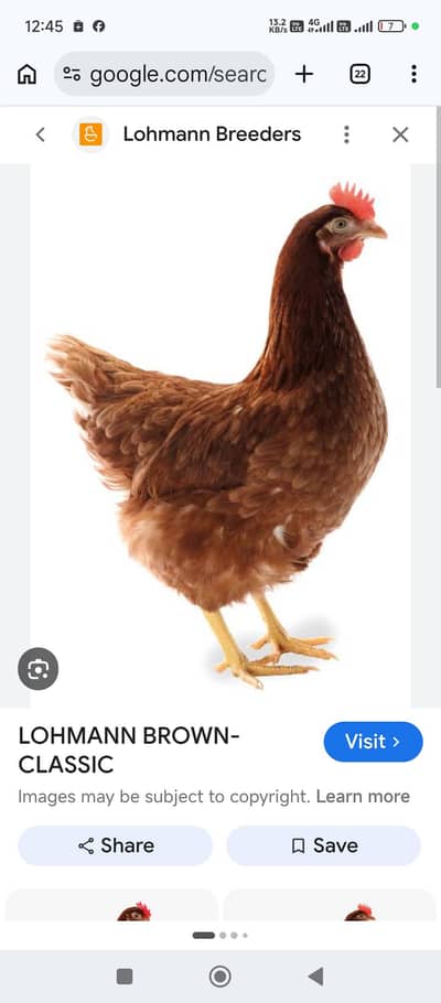Lohman | lohman brown hen