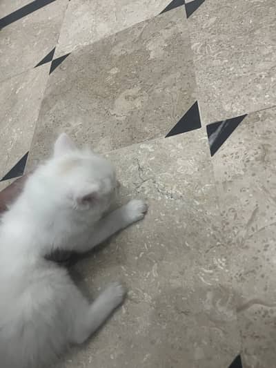 1 month