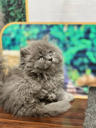 2 persian kittens for sale