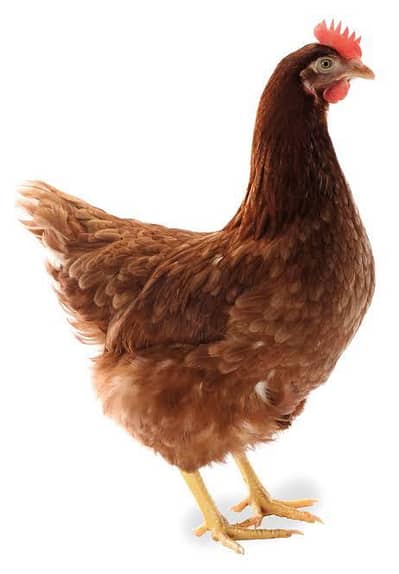 Lohman | lohman brown hen | lohman brown egg laying hen | egg factory