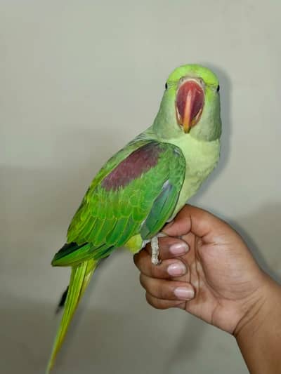 Hand Tame Female Kashmiri Parrot | Talking Alexandrine | 1.5 Years