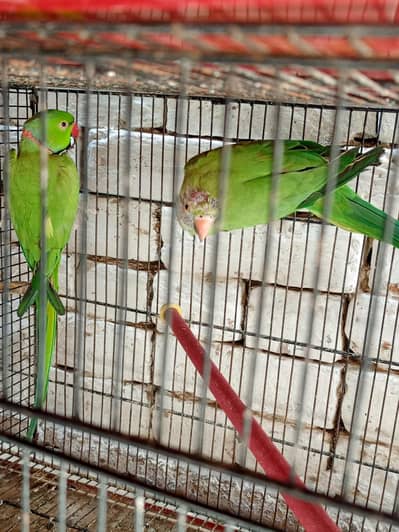 breeder pair for sale