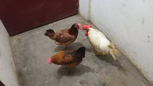 Best Egg Laying Hens Available in Karachi