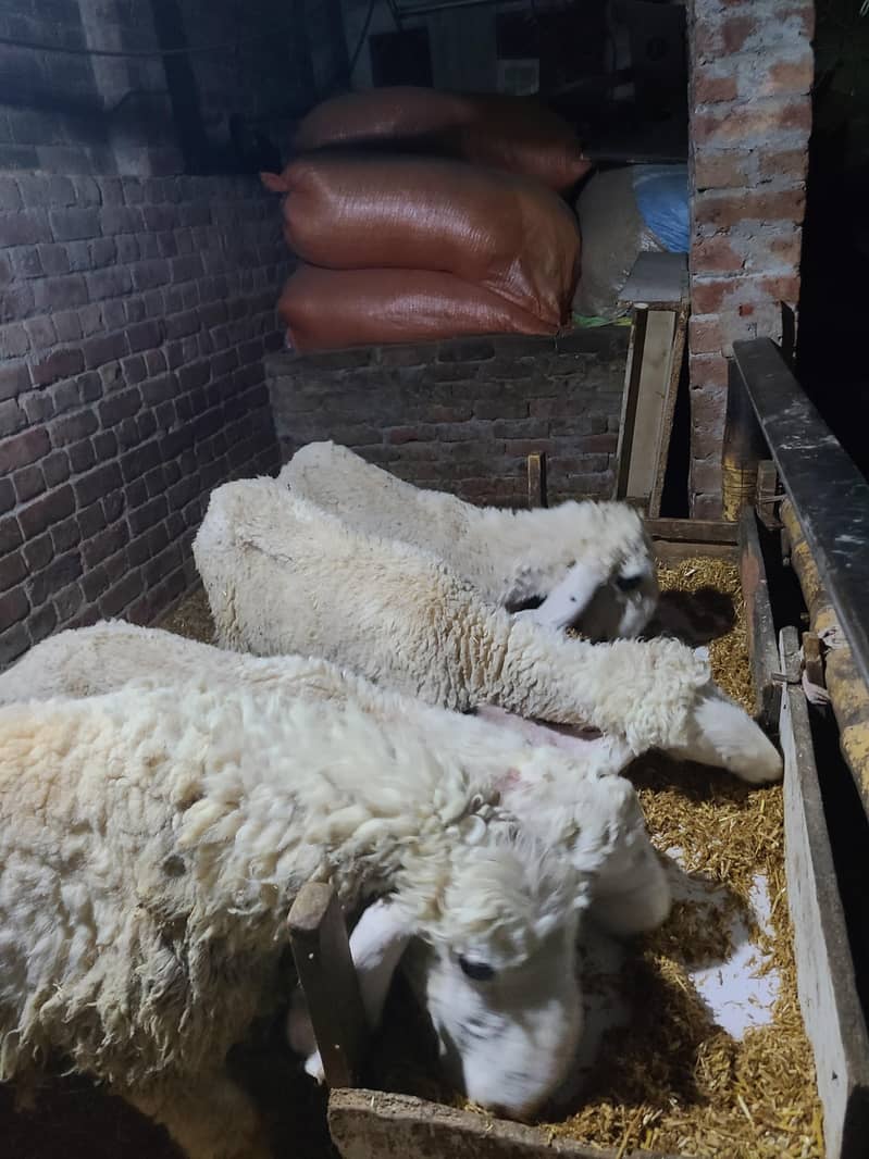 goats 0