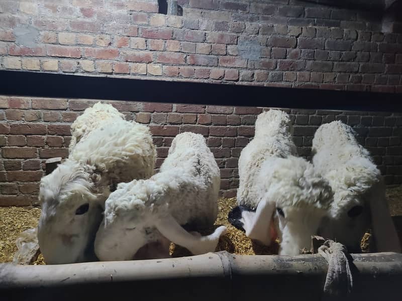 goats 2