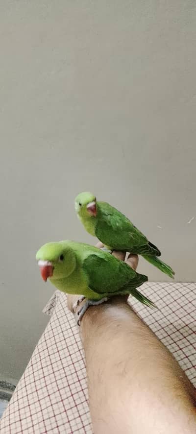 khasmiri chicks