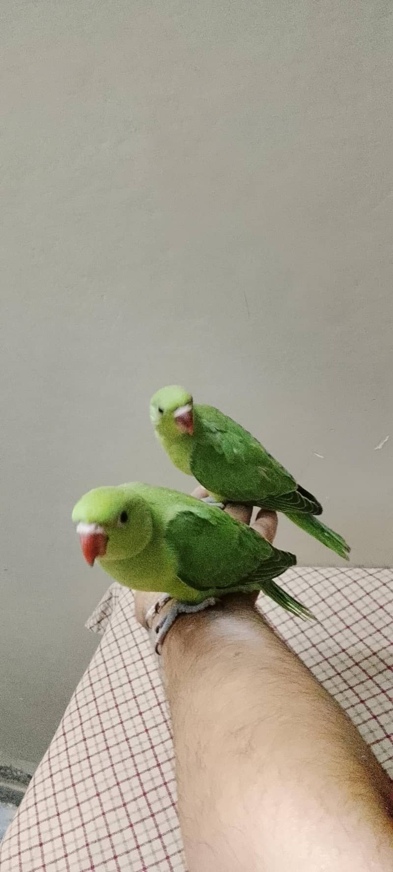 khasmiri chicks 0
