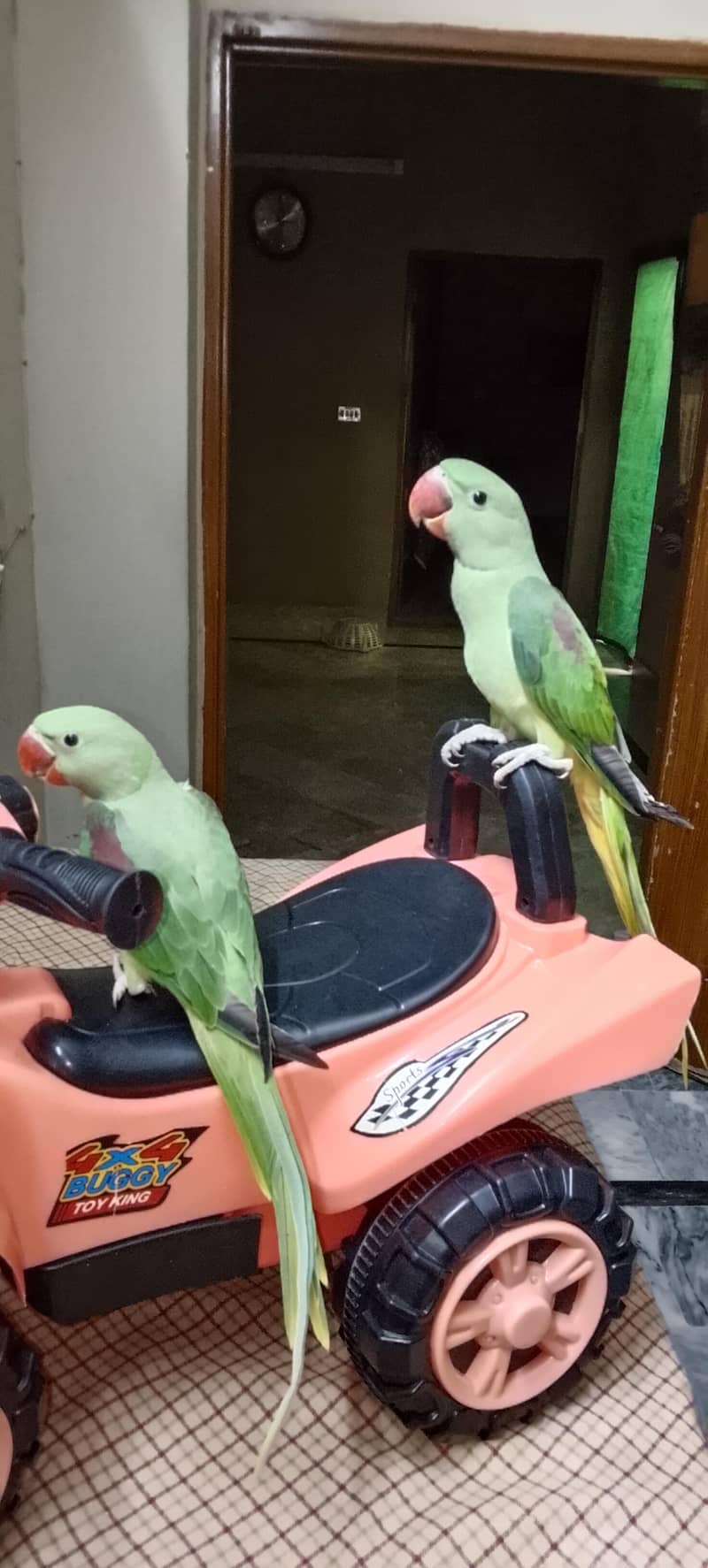 khasmiri chicks 1