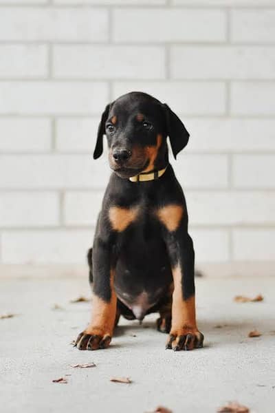 Doberman European puppies high quality strong bloodline ped apply