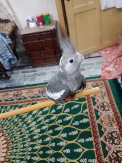 Cocktail Pair For Sell Gray Cocktail Healthy And Active