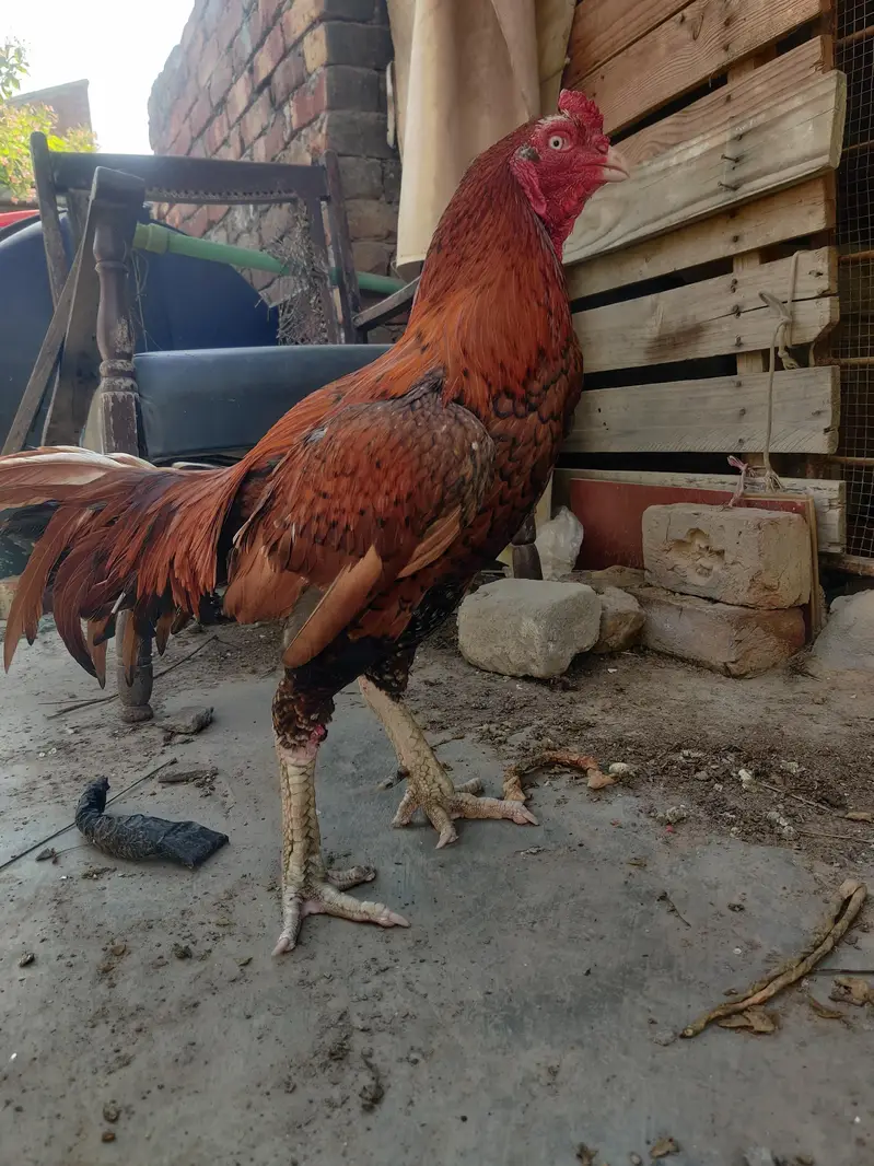 breeder male with two chick's very active and healthy