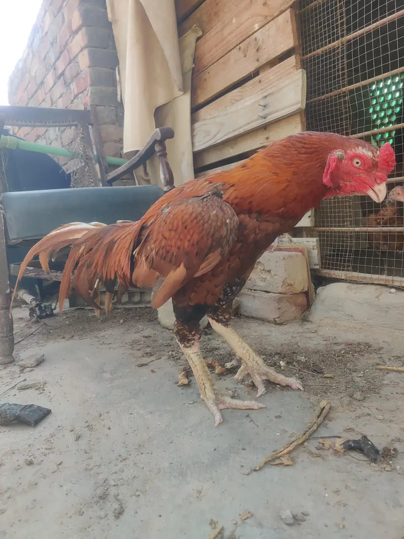 breeder male with two chick's very active and healthy — photo 2