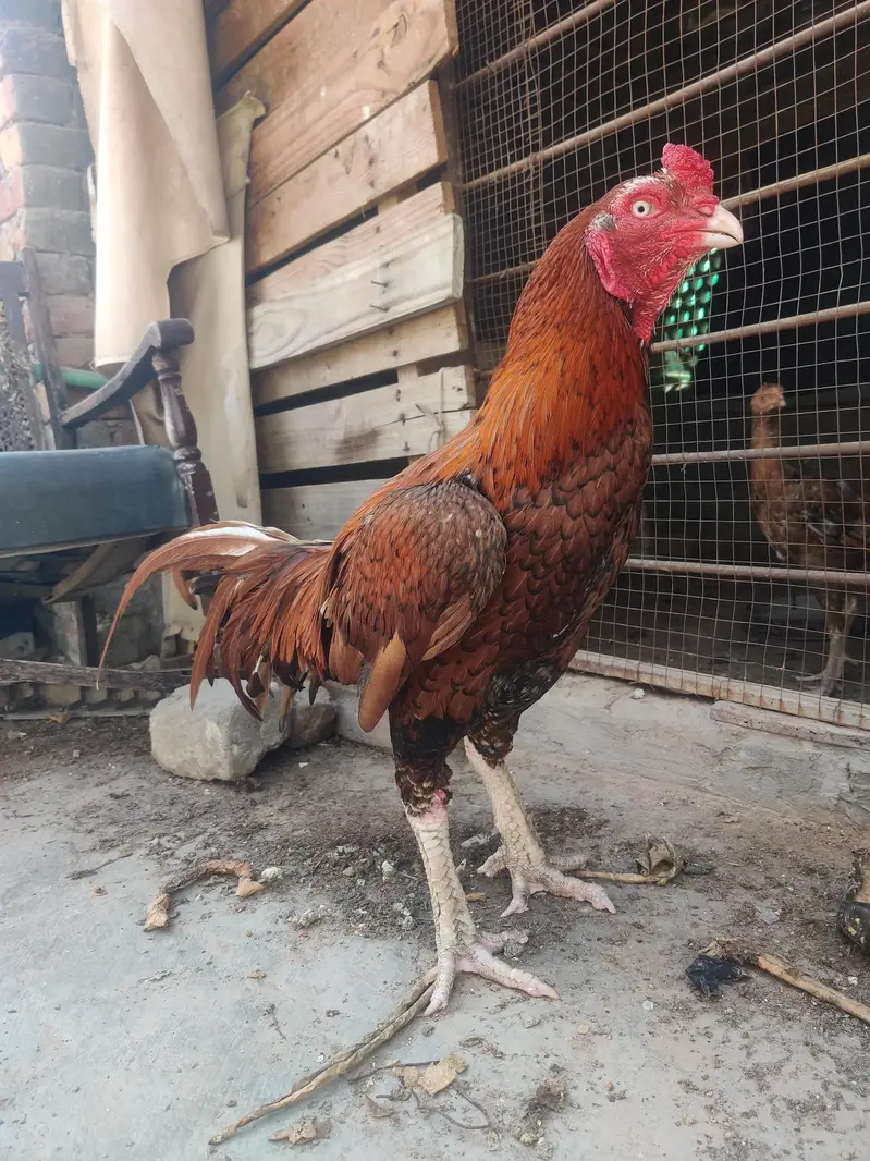 breeder male with two chick's very active and healthy — photo 3