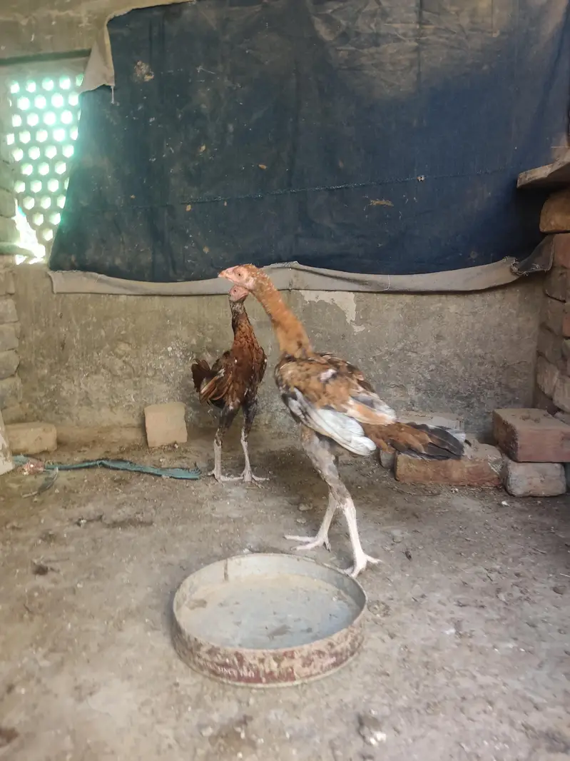 breeder male with two chick's very active and healthy — photo 4