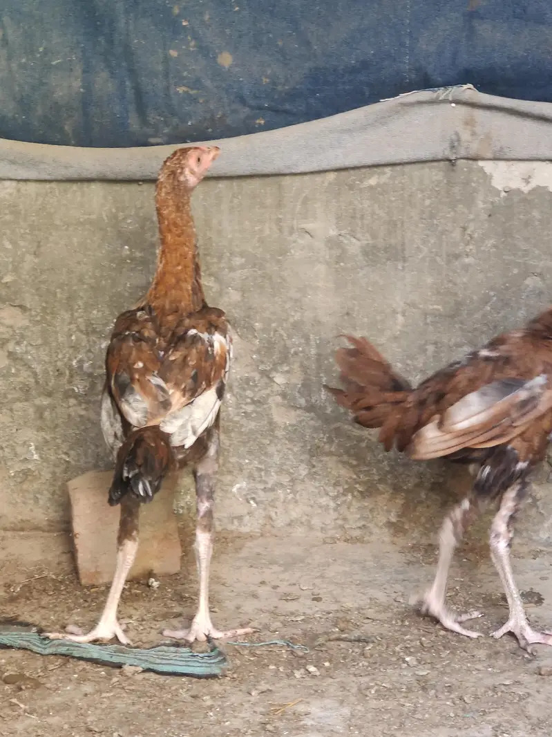 breeder male with two chick's very active and healthy — photo 5