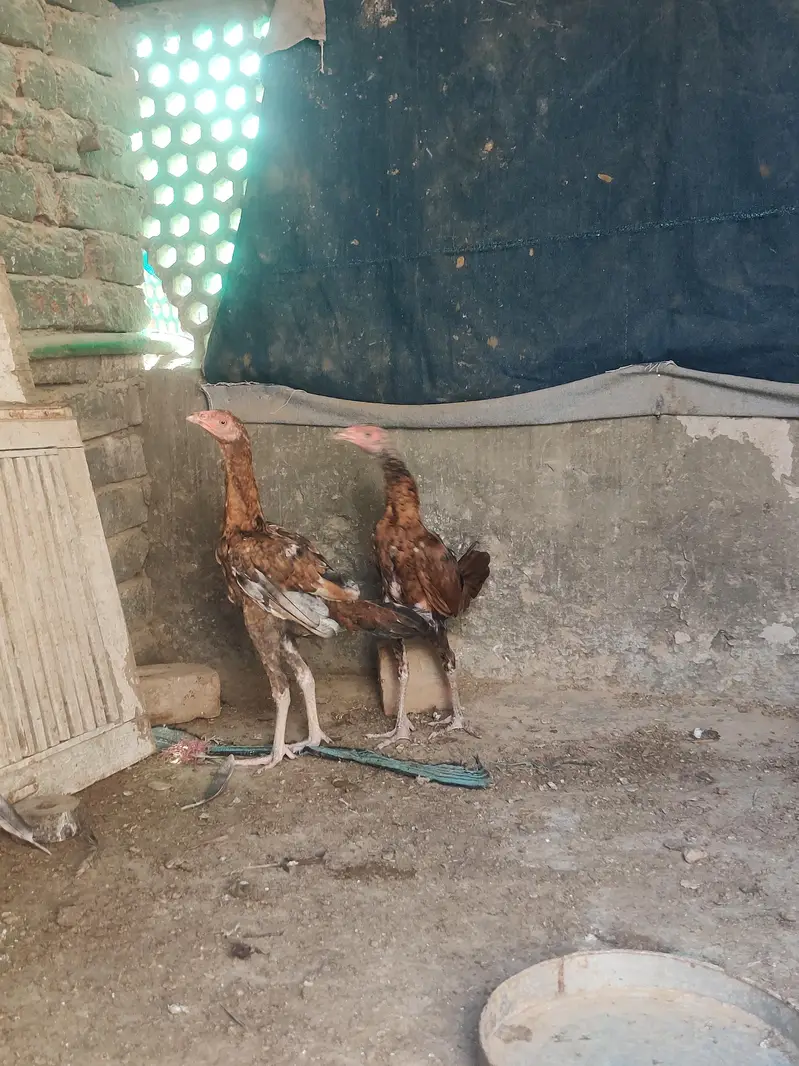 breeder male with two chick's very active and healthy — photo 6