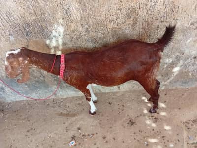 Bakri for sale Gaban
