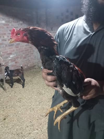 Pure Mianwali Aseel Jora