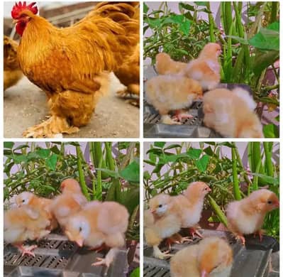 GOLDEN havy buff top qualty chiks for sale