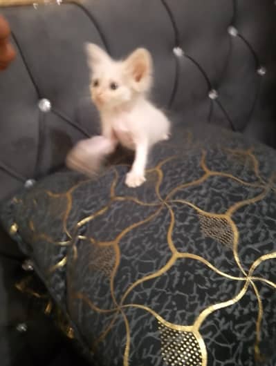 imported cat baby