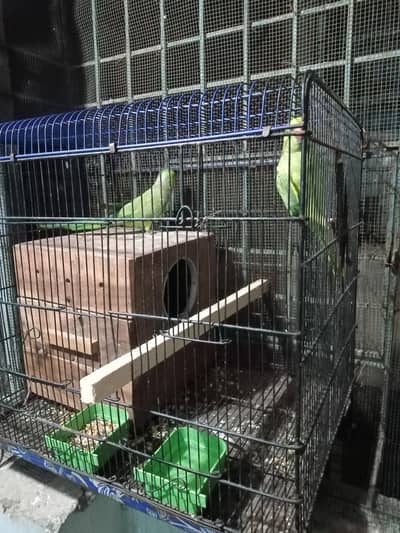 Ringneck parrots