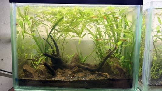 Beautiful Planted Aquariums for Sale