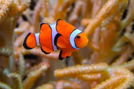 Small Clown Fish