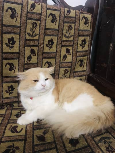 Male cat