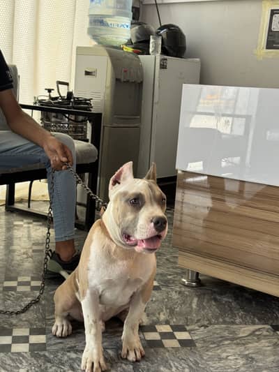 Pitbull for sale