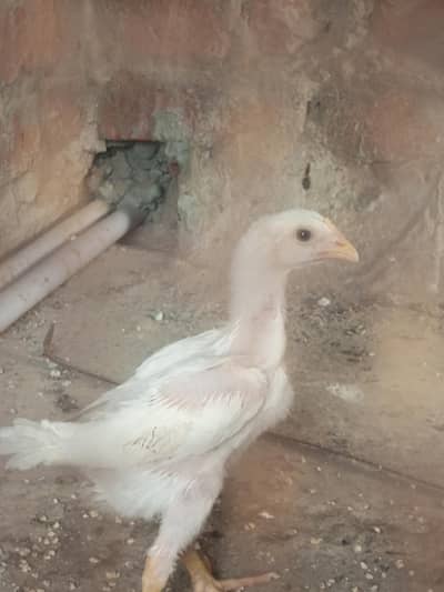 Shamo Aseel king size chicks